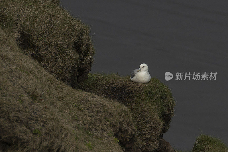 管鼻藿北部