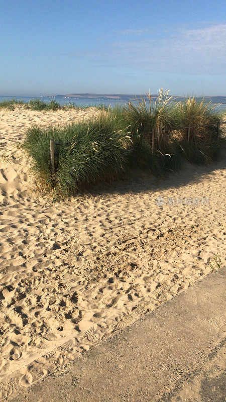 金色沙丘的天然海滩草和夏日蔚蓝的海景，一丛丛银色的马兰沙丘草(冬青草)生长在沙滩上，野生动物海滨有清澈的蓝天没有云