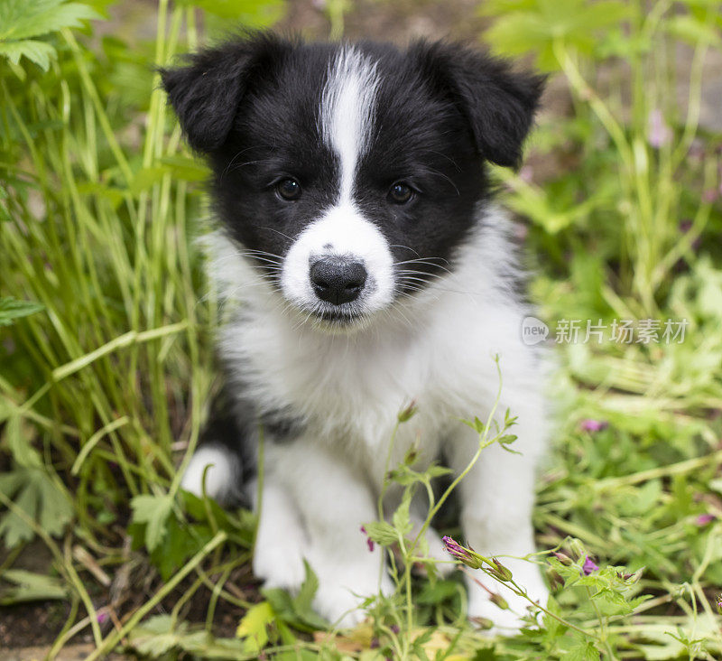 草丛里的小柯利犬