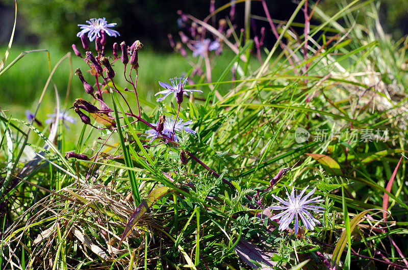 雅库特冻土带的田野上，绿色的草地上长着紫色的野花。