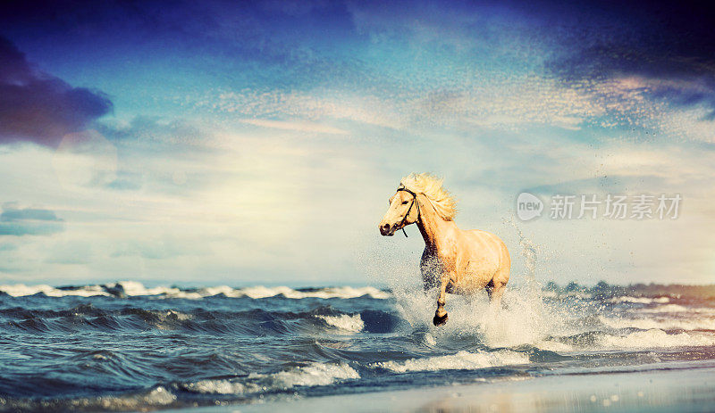 美丽的马沿着海滩飞驰。