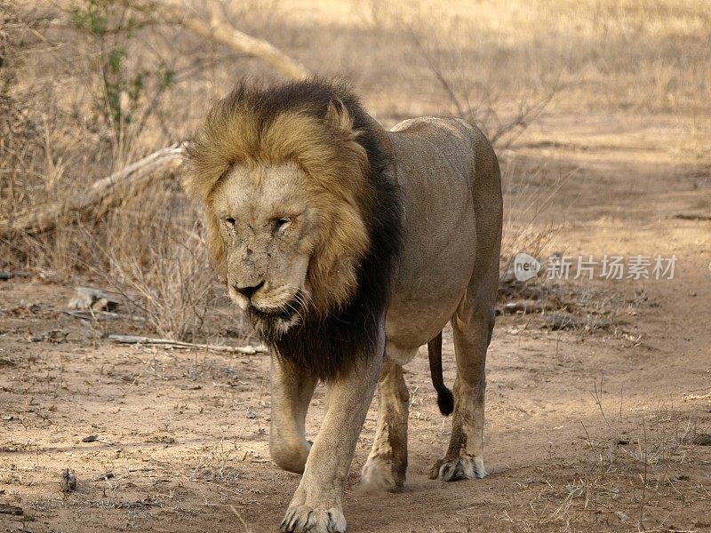 水坑里的狮子，南非克鲁格国家公园