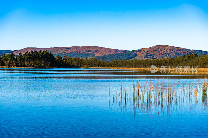 生长在苏格兰西南部一个苏格兰湖中的芦苇