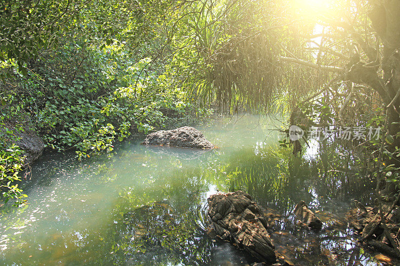 碧绿翠绿的碧水是一条热带阳光照射下的河流，一片翠绿美丽的风景和棕榈树。印度果阿邦Arambol。热带的早晨