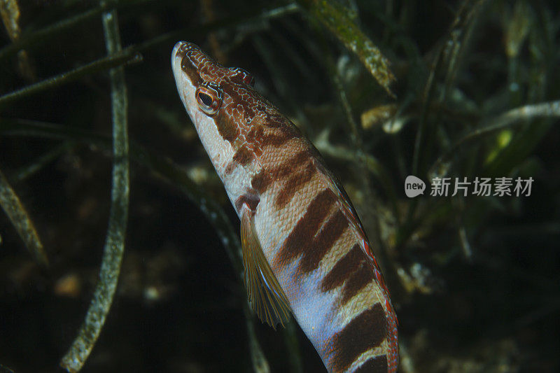 海洋生物咸水鱼水下美景