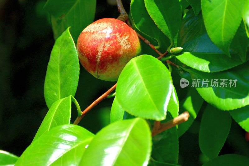 日本茶花的果实