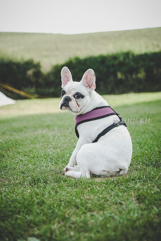 可爱的法国斗牛犬坐在英国多塞特的一个营地里