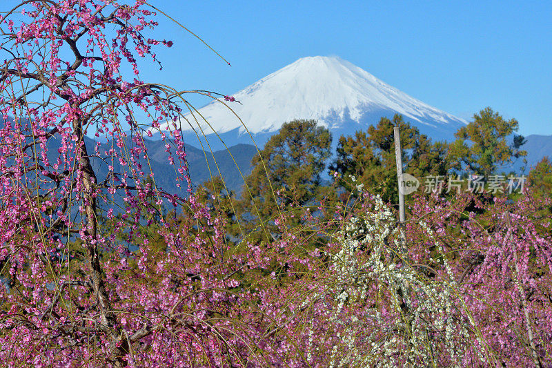 富士山和粉红哭泣梅花