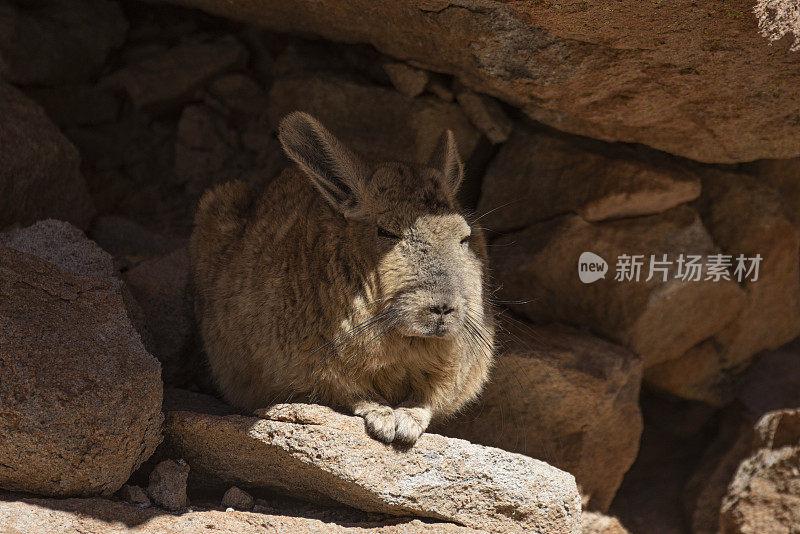 南维斯卡查