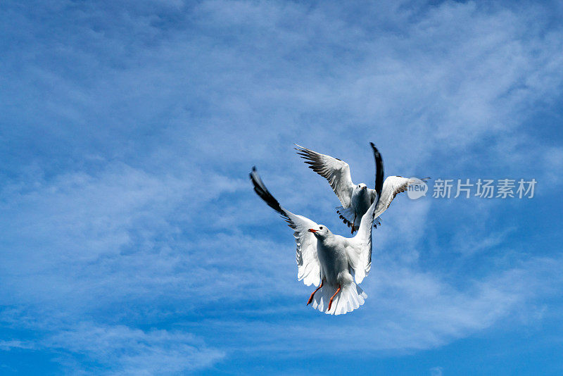 海鸥和晴朗的天空