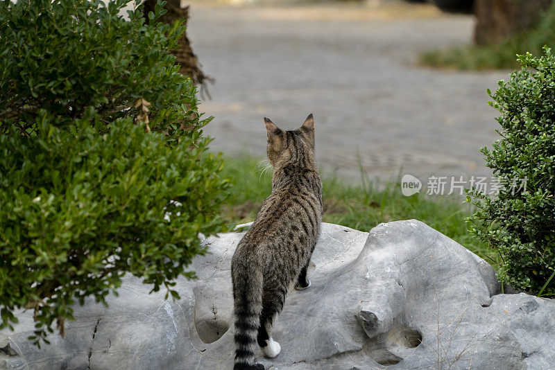 可爱的虎斑猫在花园里