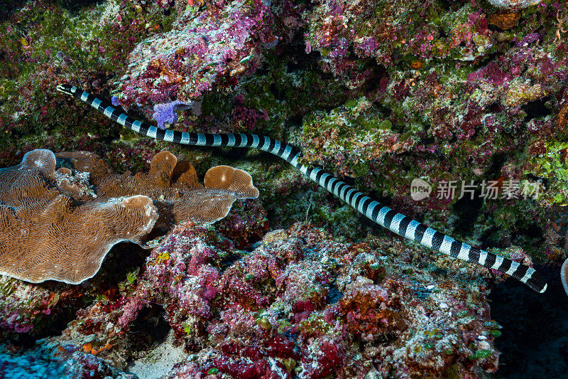 佩带海蛇狩猎，游泳沿着贝里琉岛的暗礁，帕劳，密克罗尼西亚
