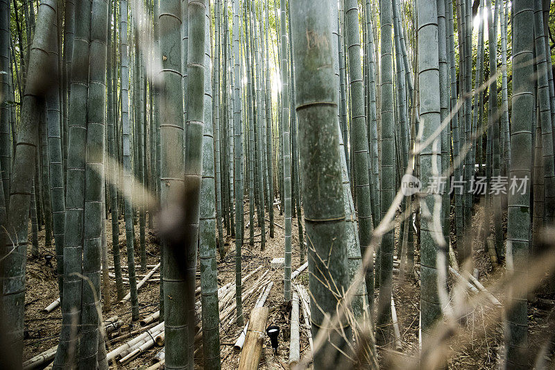 京都竹林