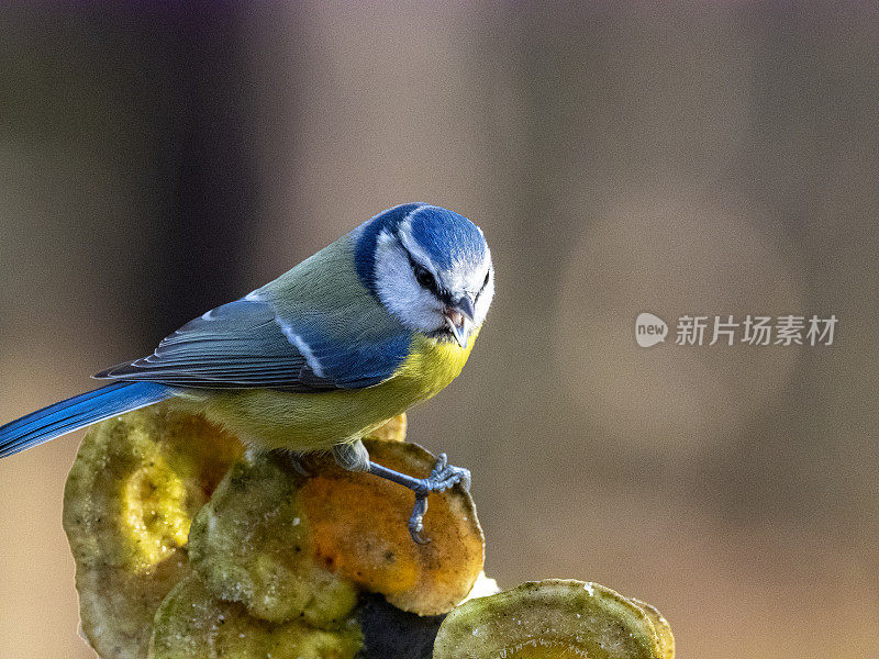 辛西法雷拉