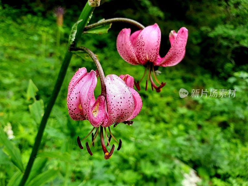 土耳其百合-(美洲百合)