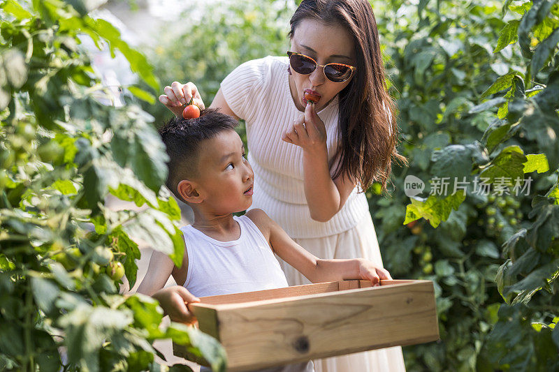 母亲和儿子在农场里收获新鲜的西红柿