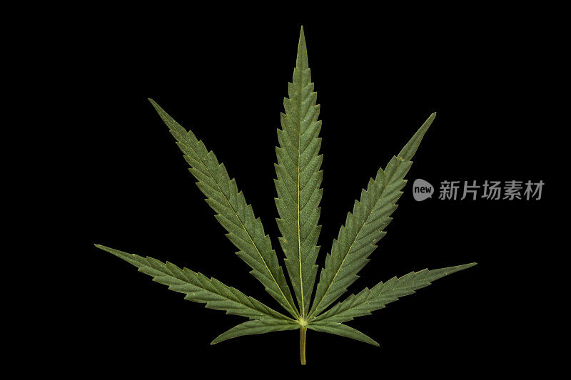 大麻