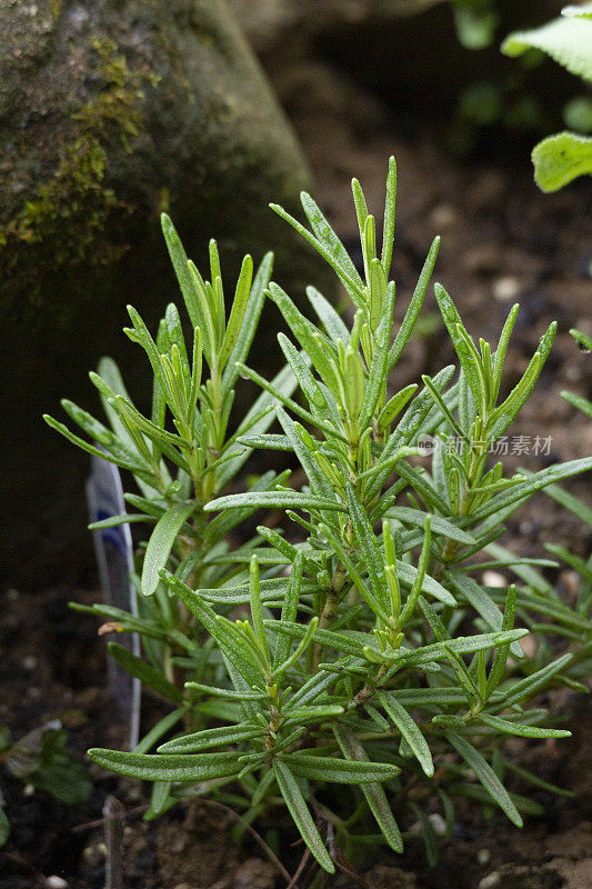 香草花园-小迷迭香植物