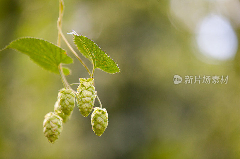 分支和啤酒花