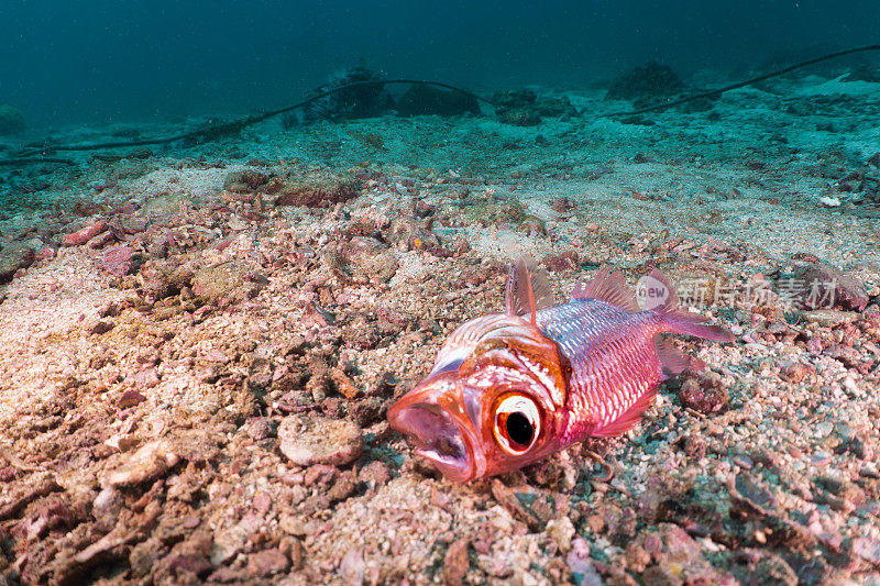 海洋污染海底死鱼