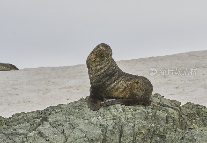 野生海狮，海豹，在壮观的南极半岛在南大洋