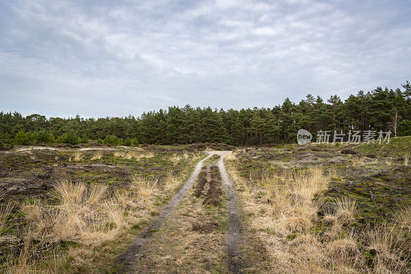 在早春的一天，松林自然保护区在Overijssel