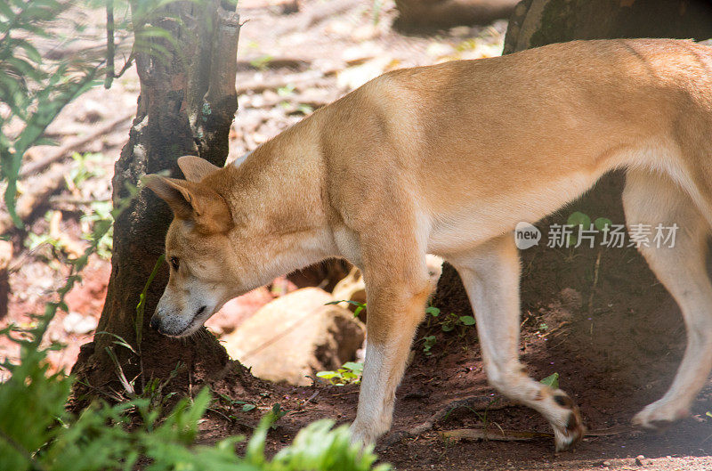 澳大利亚:Dingo