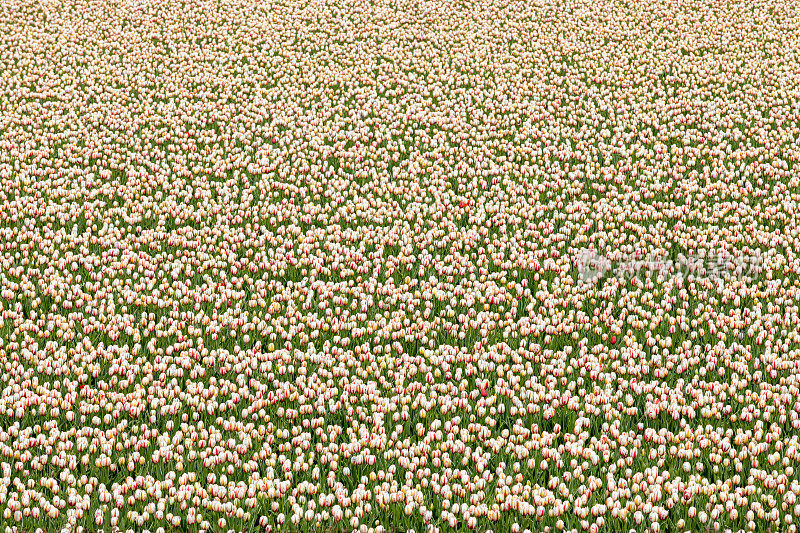 荷兰的郁金香花田。