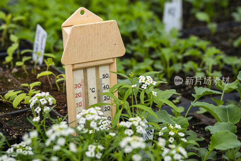 温室植物苗圃里的温度计。