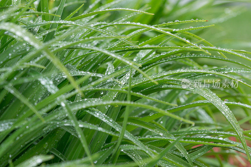 春雨滴在草地上的特写