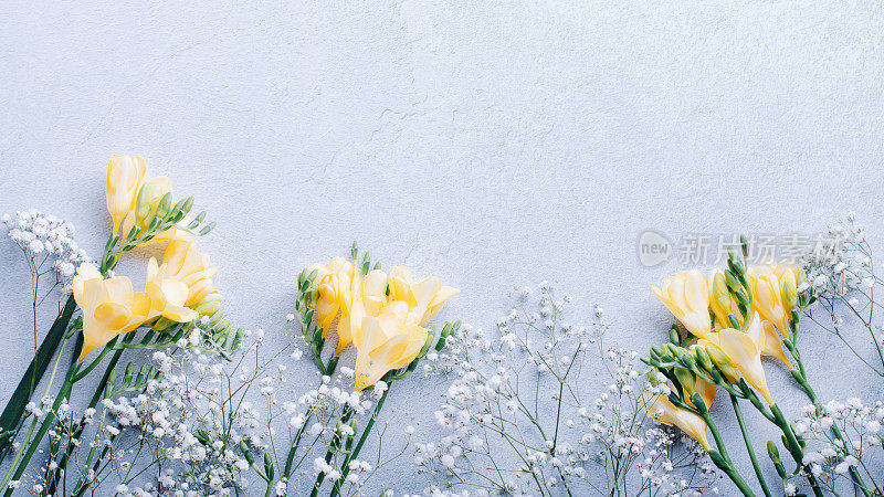 混凝土背景上的黄色小苍兰花。复活节背景或贺卡与吉思菲拉和小苍兰
