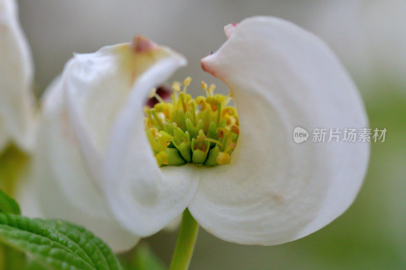 山茱萸花的极端特写照片，被花瓣状苞片包围