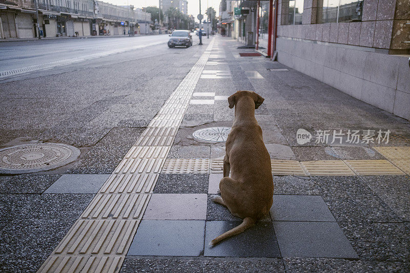 世界上科罗娜时期的流浪狗站在空荡荡的街道上。伊兹密尔,土耳其。