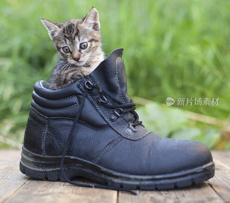 小猫用烟熏色和蓝色的眼睛在靴子里，在大自然的背景上夏日的绿色