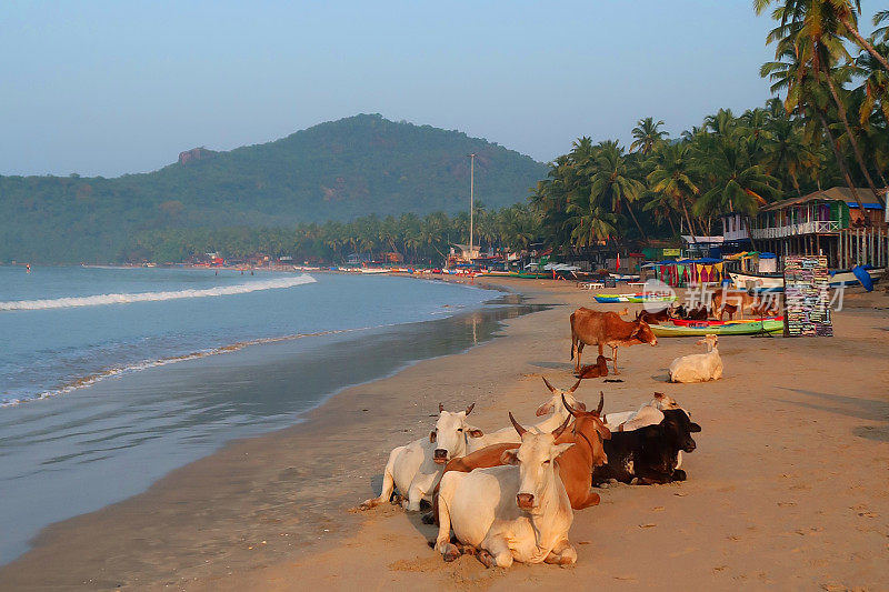 野生圣牛行走在印度果阿海滩度假胜地的大头照