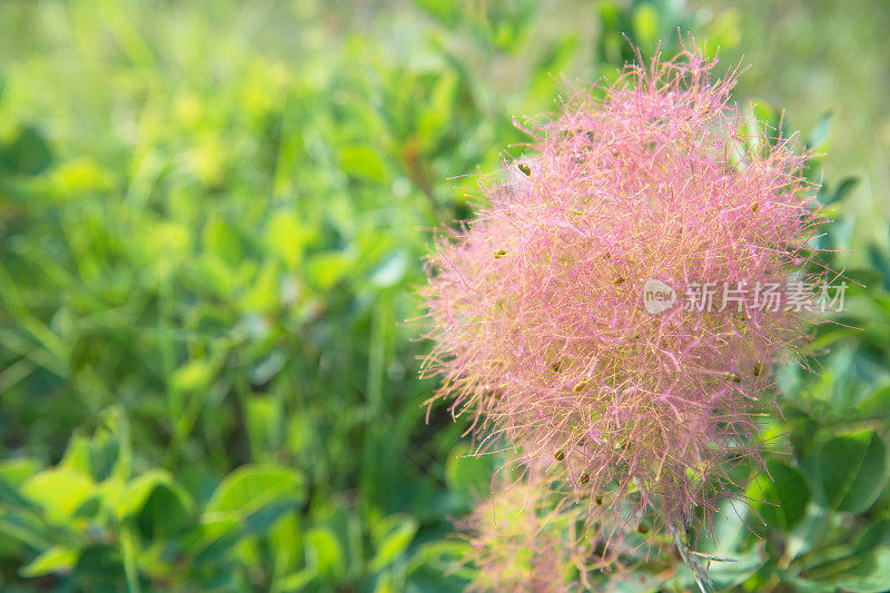 烟灌木黄栌花在春天的背景