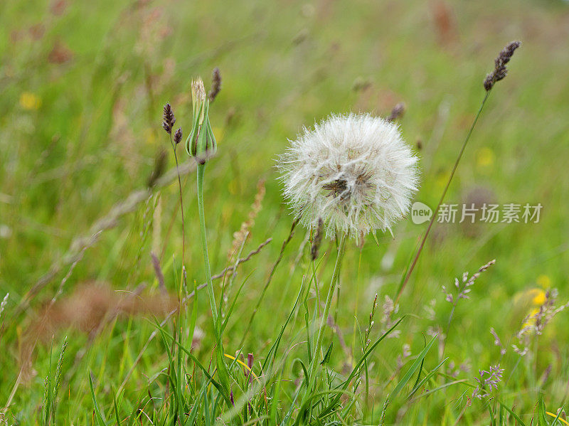 大蒲公英种子头，多塞特Ridgeway，侏罗纪海岸，多塞特，英国