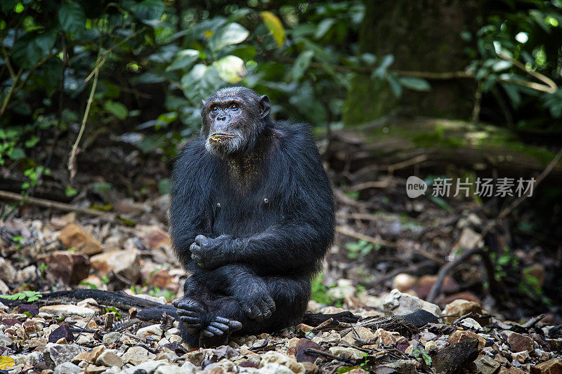 坦桑尼亚贡贝国家公园，一只年老的雄性黑猩猩被射杀