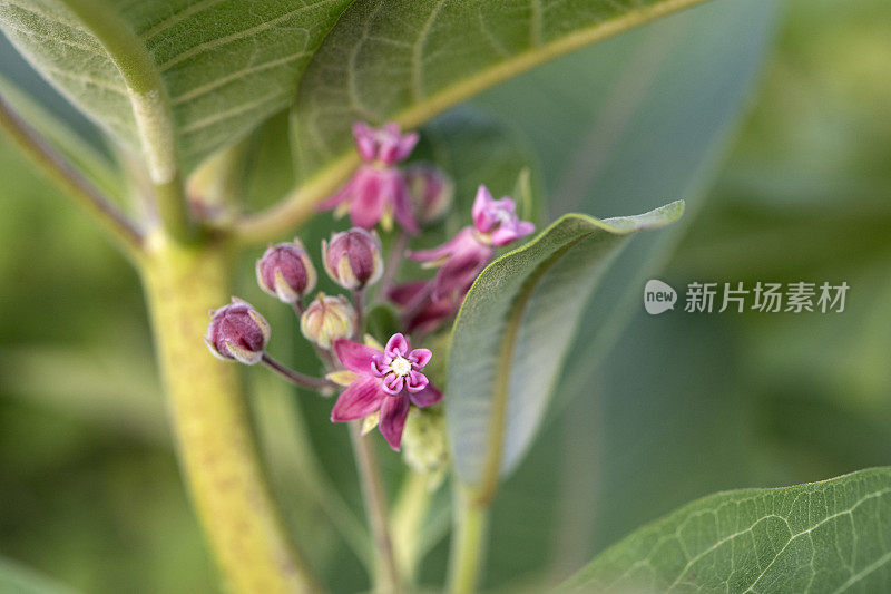 索多玛的苹果