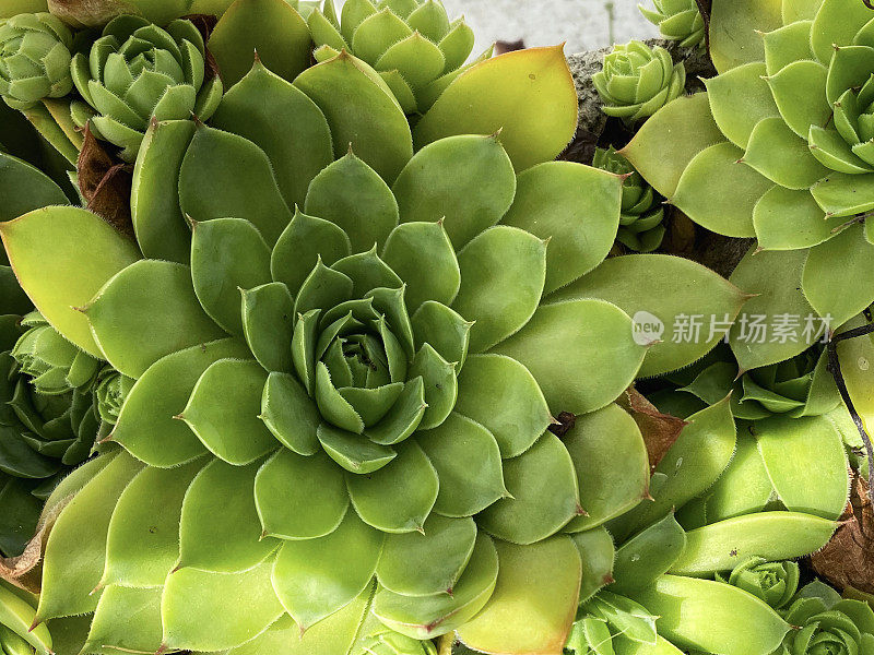 特写镜头肉质植物