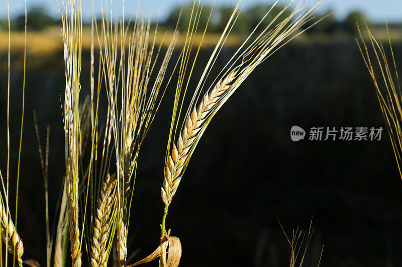 8月份的麦田