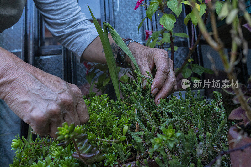 年长的拉丁妇女用她的手种植盆栽弗洛雷斯