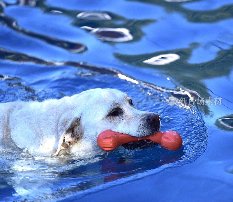 狗在湖中游泳的特写镜头