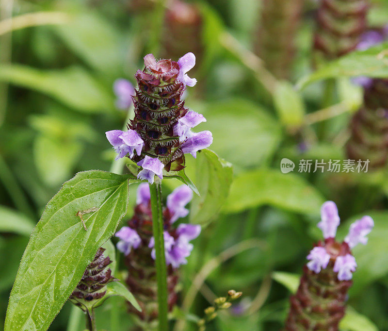 夏枯草(扁桃体脓肿寻常的)