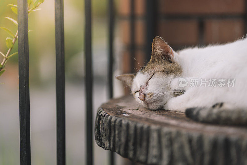 一张可爱的懒猫在桌子上睡觉的特写