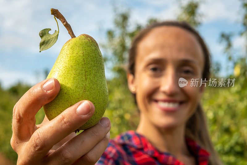 在葡萄牙采摘梨。