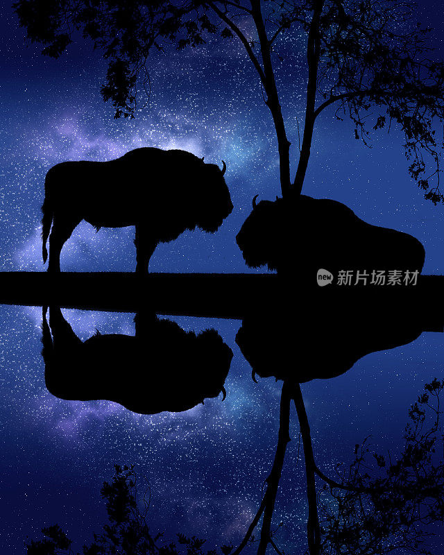 两个野牛的剪影在银河和反射的湖前面