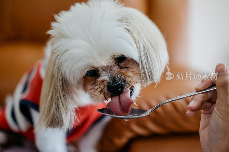 年轻女子用勺子喂西施犬