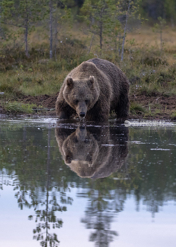 芬兰锦湖附近的森林里，一只熊在湖边倒影