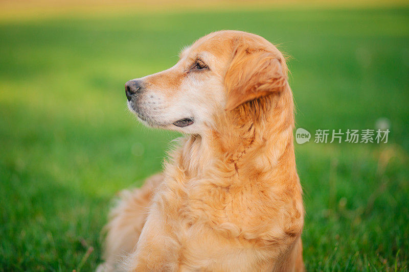 美丽的金毛猎犬坐在田野里